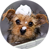 Dog Icon Image