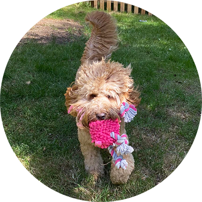 Dog playing with a toy at Kinsborne Doggy Day Care