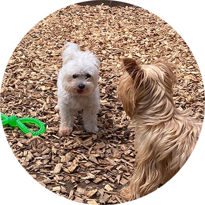Dogs playing at Kinsborne Doggy Day Care